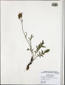 Centaurea scabiosa L., Eastern Europe, Central region (E4) (Russia)