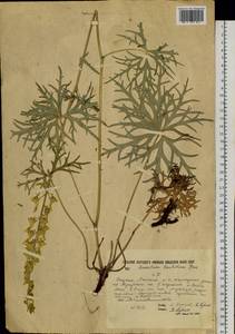 Aconitum barbatum Patrin ex Pers., Siberia, Yakutia (S5) (Russia)