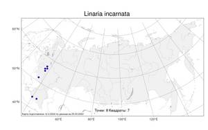 Linaria incarnata (Vent.) Spreng., Atlas of the Russian Flora (FLORUS) (Russia)