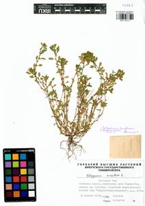 Polygonum humifusum Mert. ex C. Koch, Siberia, Baikal & Transbaikal region (S4) (Russia)