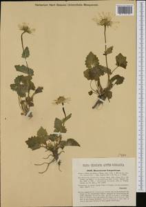 Doronicum carpaticum (Griseb. & Schenk) Nyman, Western Europe (EUR) (Romania)