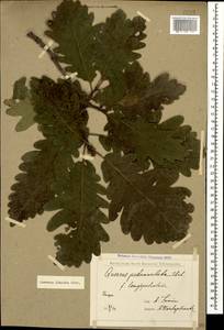 Quercus petraea subsp. polycarpa (Schur) Soó, Caucasus, Abkhazia (K4a) (Abkhazia)