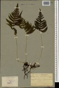 Phegopteris connectilis (Michx.) Watt, Caucasus, Georgia (K4) (Georgia)