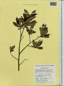 Salix pentandra L., Eastern Europe, Northern region (E1) (Russia)