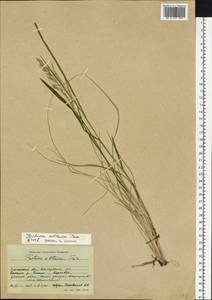 Festuca altaica Trin., Siberia, Baikal & Transbaikal region (S4) (Russia)