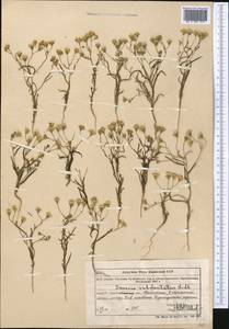 Senecio dubitabilis C. Jeffrey & Y. L. Chen, Middle Asia, Muyunkumy, Balkhash & Betpak-Dala (M9) (Kazakhstan)
