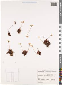 Saxifraga bronchialis subsp. funstonii (Small) Hult., Siberia, Chukotka & Kamchatka (S7) (Russia)