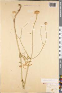 Cephalaria media Litv., Caucasus, Dagestan (K2) (Russia)