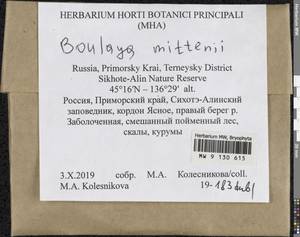 Boulaya mittenii (Broth.) Cardot, Bryophytes, Bryophytes - Russian Far East (excl. Chukotka & Kamchatka) (B20) (Russia)