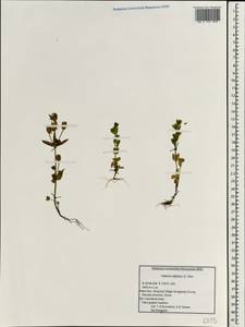 Halenia elliptica D. Don, South Asia, South Asia (Asia outside ex-Soviet states and Mongolia) (ASIA) (China)