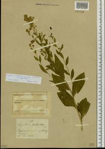 Lepidium latifolium L., Siberia, Altai & Sayany Mountains (S2) (Russia)