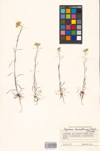 Erysimum leucanthemum (Stephan) B. Fedtsch., Eastern Europe, Moscow region (E4a) (Russia)