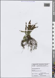 Woodsia glabella R.Br., Siberia, Central Siberia (S3) (Russia)