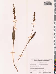 Platanthera tipuloides (L.f.) Lindl., Siberia, Chukotka & Kamchatka (S7) (Russia)