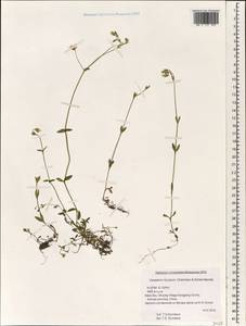Cerastium furcatum Cham. & Schltdl., South Asia, South Asia (Asia outside ex-Soviet states and Mongolia) (ASIA) (China)