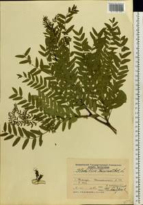 Gleditsia triacanthos L., Eastern Europe, Moldova (E13a) (Moldova)