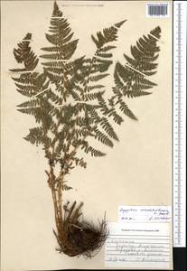 Dryopteris mindshelkensis Pavlov, Middle Asia, Western Tian Shan & Karatau (M3) (Kazakhstan)