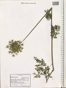 Daucus carota L., Eastern Europe, Northern region (E1) (Russia)