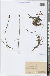 Viscaria vulgaris Röhl., Middle Asia, Caspian Ustyurt & Northern Aralia (M8) (Kazakhstan)