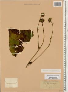 Doronicum macrophyllum Fisch., Caucasus, Armenia (K5) (Armenia)