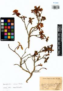 Rhododendron adamsii Rehder, Siberia, Baikal & Transbaikal region (S4) (Russia)