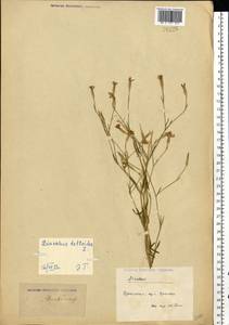 Dianthus deltoides L., Eastern Europe, North Ukrainian region (E11) (Ukraine)