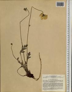 Papaver croceum subsp. chinense (Regel) Rändel, Siberia, Russian Far East (S6) (Russia)