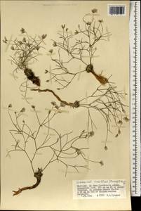 Limonium tenellum (Turcz.) Kuntze, Mongolia (MONG) (Mongolia)