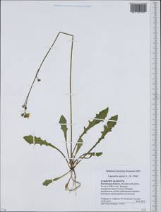 Crepis sancta subsp. sancta, Eastern Europe, Rostov Oblast (E12a) (Russia)