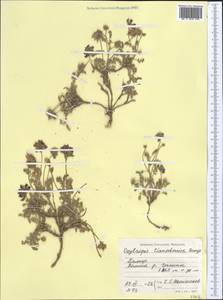 Oxytropis tianschanica Bunge, Middle Asia, Pamir & Pamiro-Alai (M2) (Tajikistan)