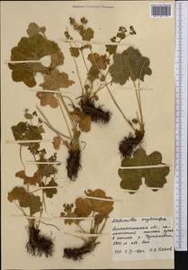 Alchemilla krylovii Juz., Middle Asia, Northern & Central Tian Shan (M4) (Kazakhstan)