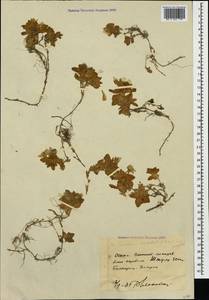 Cerastium undulatifolium Sommier & Levier, Caucasus, Stavropol Krai, Karachay-Cherkessia & Kabardino-Balkaria (K1b) (Russia)