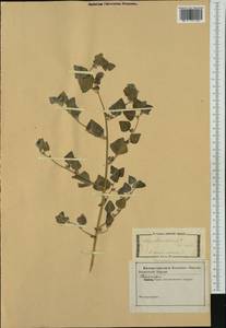 Chenopodium vulvaria L., Western Europe (EUR) (Italy)
