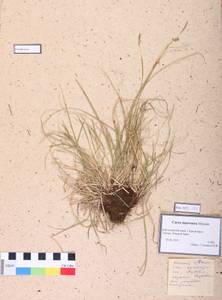 Carex pediformis var. macroura (Meinsh.) Kük., Siberia, Central Siberia (S3) (Russia)
