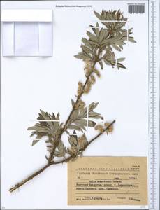 Salix kusnetzowii Lacksch. ex Görz, Siberia, Western (Kazakhstan) Altai Mountains (S2a) (Kazakhstan)
