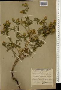 Centaurea iberica Trevis. ex Spreng., Caucasus, Stavropol Krai, Karachay-Cherkessia & Kabardino-Balkaria (K1b) (Russia)