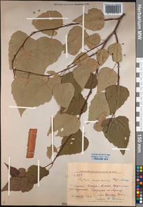 Betula pendula subsp. mandshurica (Regel) Ashburner & McAll., Siberia, Russian Far East (S6) (Russia)