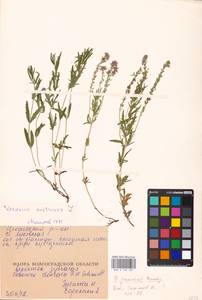 MHA 0 160 227, Veronica austriaca subsp. jacquinii (Baumg.) Watzl, Eastern Europe, Lower Volga region (E9) (Russia)