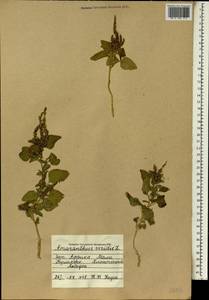 Amaranthus viridis L., Africa (AFR) (Mali)