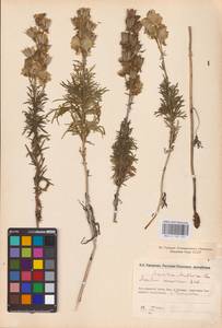 Aconitum anthora subsp. anthora, Eastern Europe, Eastern region (E10) (Russia)