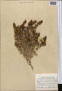 Climacoptera crassa M. Bieb., Middle Asia, Pamir & Pamiro-Alai (M2) (Turkmenistan)
