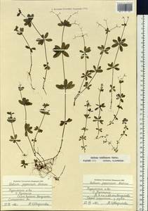 Galium triflorum Michx., Siberia, Russian Far East (S6) (Russia)