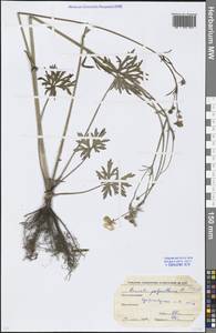 Ranunculus polyanthemos L., Eastern Europe, Moscow region (E4a) (Russia)