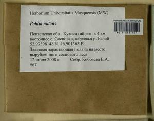 Pohlia nutans (Hedw.) Lindb., Bryophytes, Bryophytes - Middle Volga (B9) (Russia)