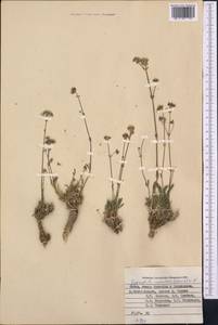 Gypsophila cephalotes (Schrenk) F.N. Williams, Middle Asia, Pamir & Pamiro-Alai (M2) (Tajikistan)