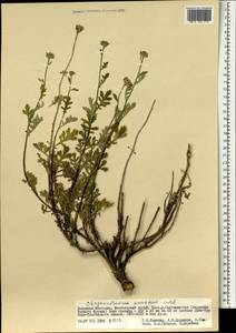 Chrysanthemum sinuatum Ledeb., Mongolia (MONG) (Mongolia)