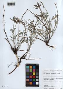 KUZ 001 461, Astragalus ceratoides M. Bieb., Siberia, Altai & Sayany Mountains (S2) (Russia)