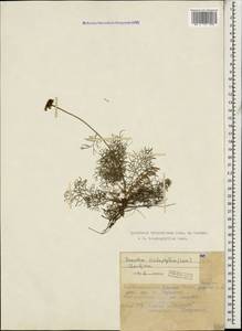 Tanacetum tricholobum (Sosn. ex Manden.) Chandjian, Caucasus, North Ossetia, Ingushetia & Chechnya (K1c) (Russia)