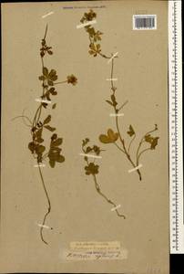 Potentilla reptans L., Caucasus, Krasnodar Krai & Adygea (K1a) (Russia)