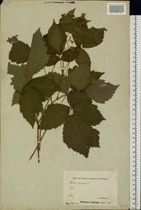Rubus caesius L., Eastern Europe, Estonia (E2c) (Estonia)